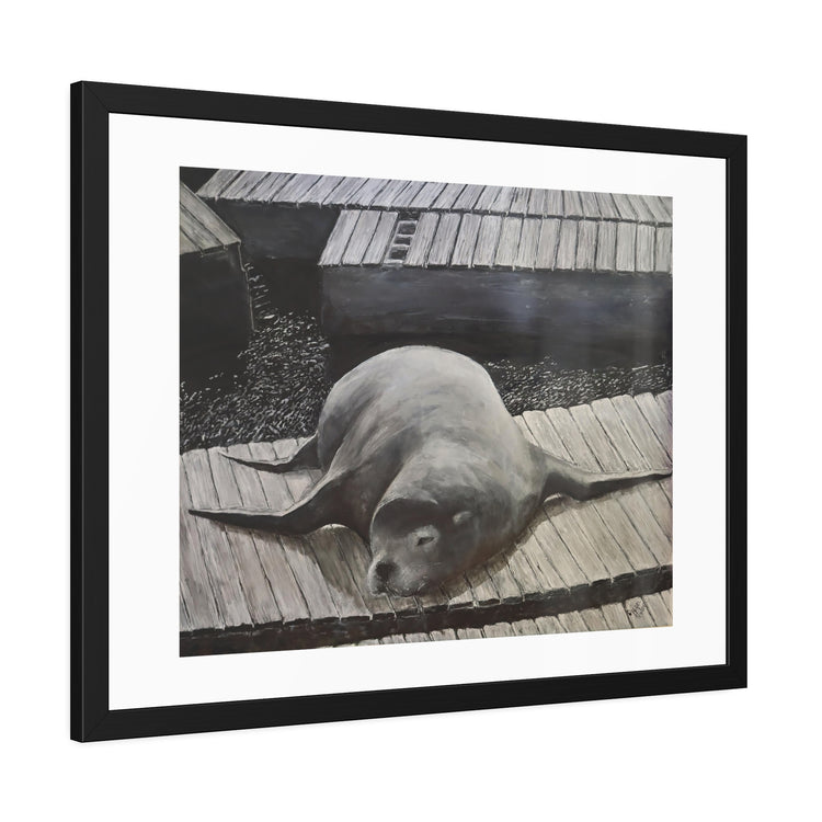 Sea  Lion (framed print)